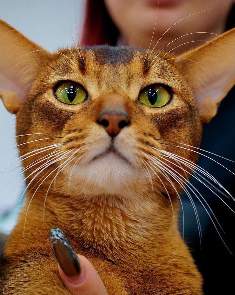 В конкурсе "Мистер мира" среди кошачьих победил коренной москвич