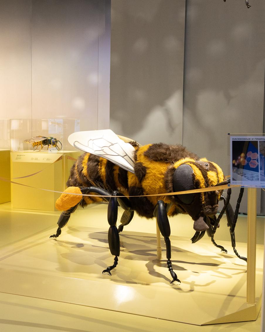 Гигантские пчёлы и мухи: москвичей пригласили посетить энтомологическую лабораторию в "Биокластере"