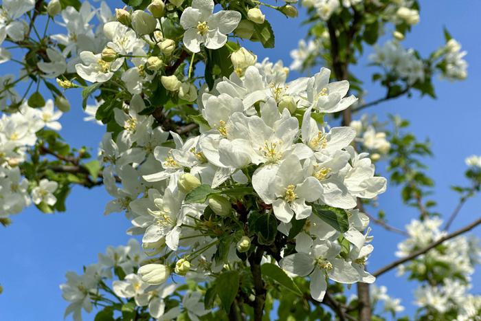 В Гидрометцентре рассказали, когда жителям Москвы ждать прихода в город весны и тепла