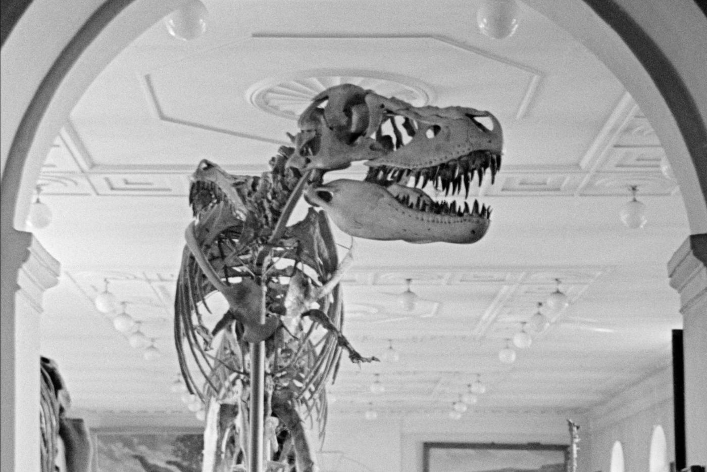 Учёные раскрыли сенсационные подробности о жизни тираннозавра рекса