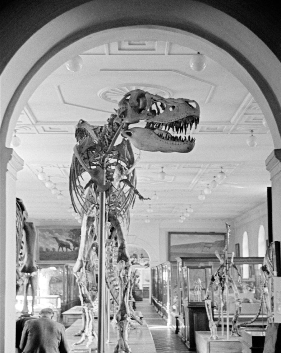 Учёные раскрыли сенсационные подробности о жизни тираннозавра рекса