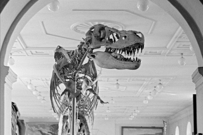 Учёные раскрыли сенсационные подробности о жизни тираннозавра рекса