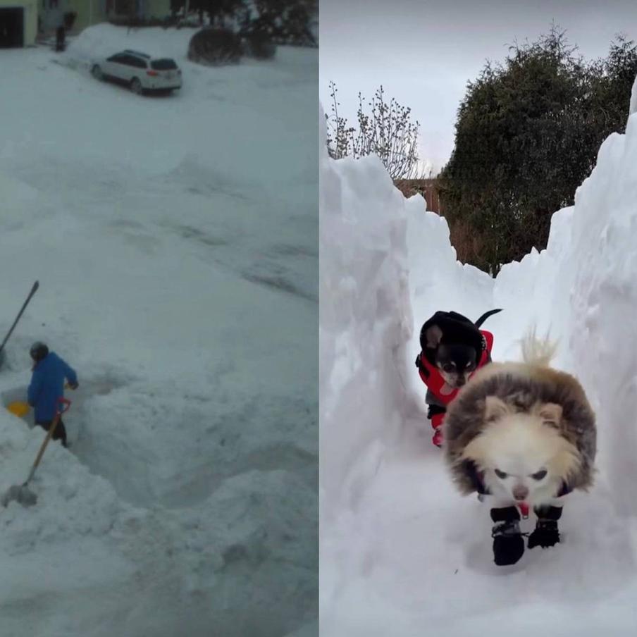 Больше всего такому лабиринту обрадуется ваш хвостик.