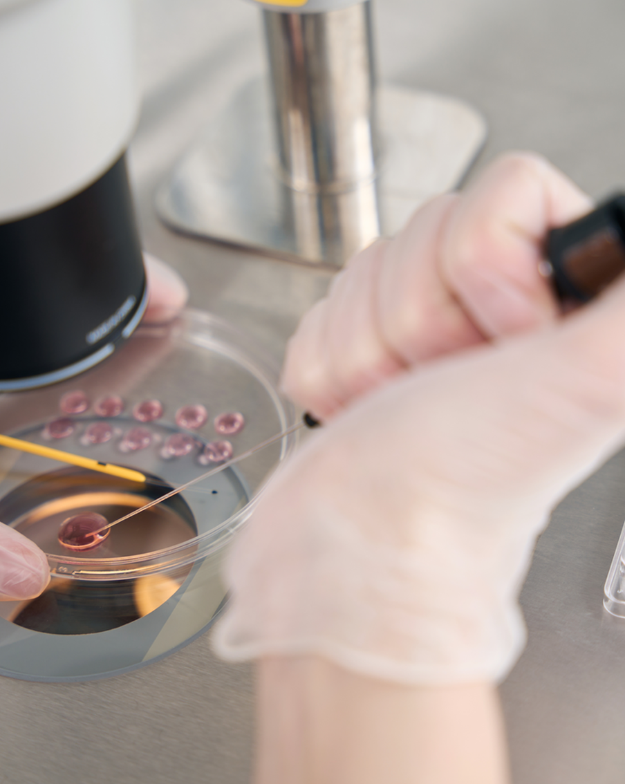 Новосибирцы создали уникальный тест, который выявляет скрытые патологии у эмбрионов