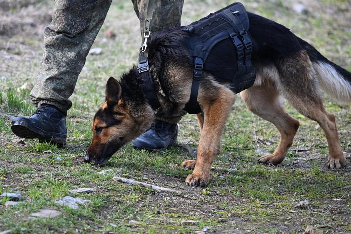 Чем закончились поиски в Красноярске сына бизнесмена Андрея Капли