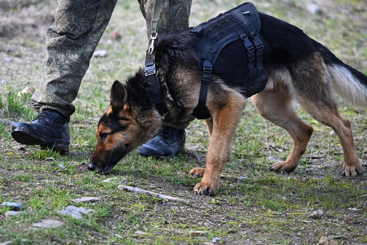 Загадочная история Николая Капли: как в Красноярске искали сына бизнесмена