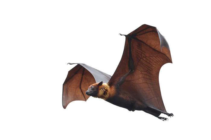 Вирус "Нипах" с высокой летальностью россиянам пока не грозит