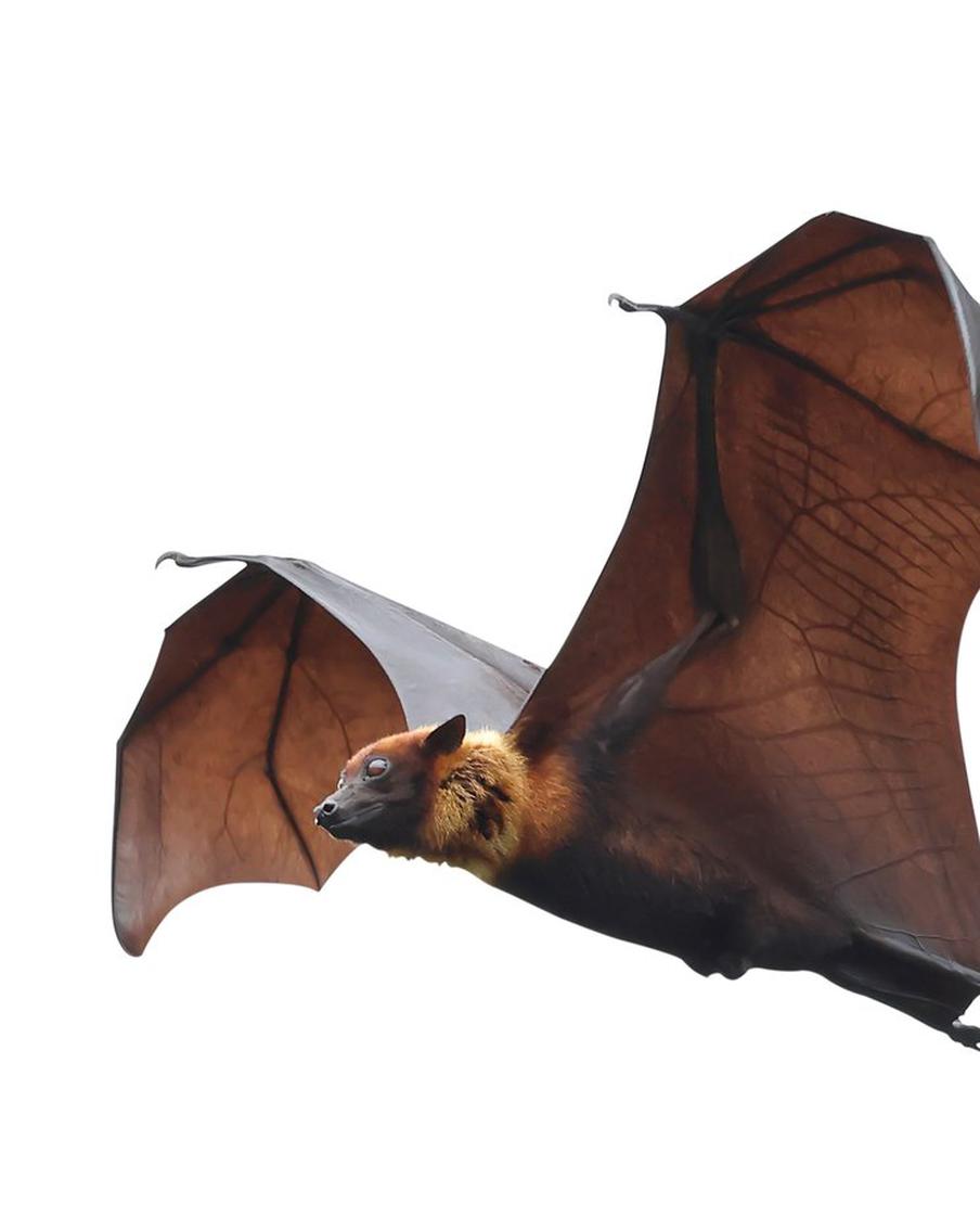 Вирус "Нипах" с высокой летальностью россиянам пока не грозит