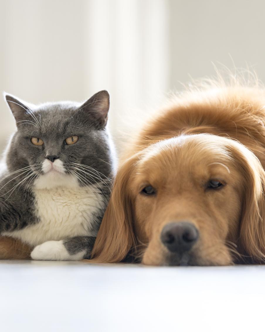 Как меняется мода на имена питомцев: самые яркие клички и комментарий специалиста