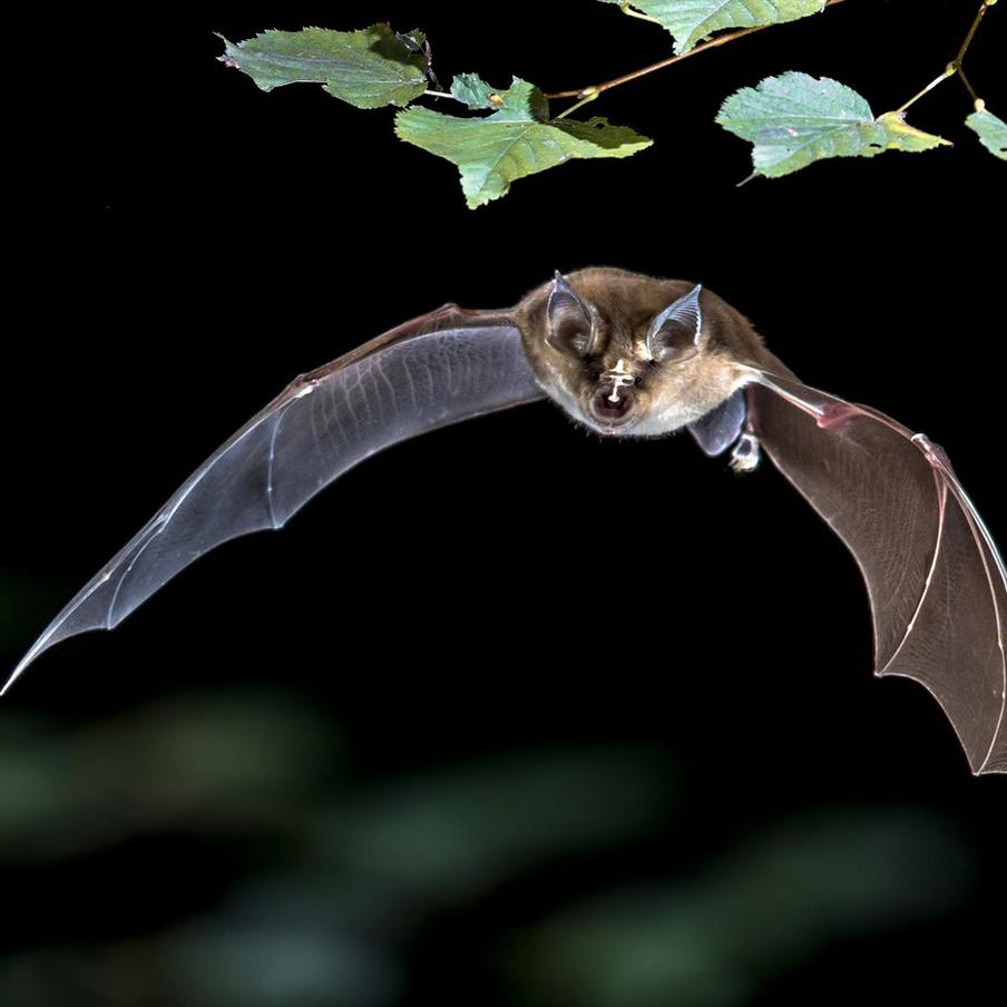 ВОЗ предрекла новые заражения Нипах из-за слабой изученности вируса. По словам представителя Всемирной организации здравоохранения (ВОЗ) в Женеве Тарика Жазаревича, существует риск дальнейшего распространения вируса Нипах в мире. Это связано с тем, что вирус недостаточно изучен, а его переносчиком являются летучие мыши, обитающие в некоторых регионах Индии и Бангладеш, включая Западную Бенгалию