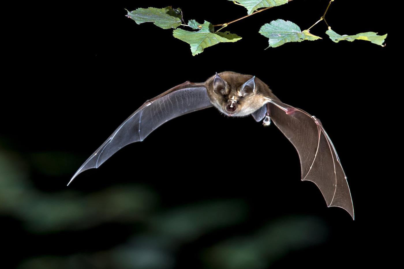 ВОЗ предрекла новые заражения Нипах из-за слабой изученности вируса