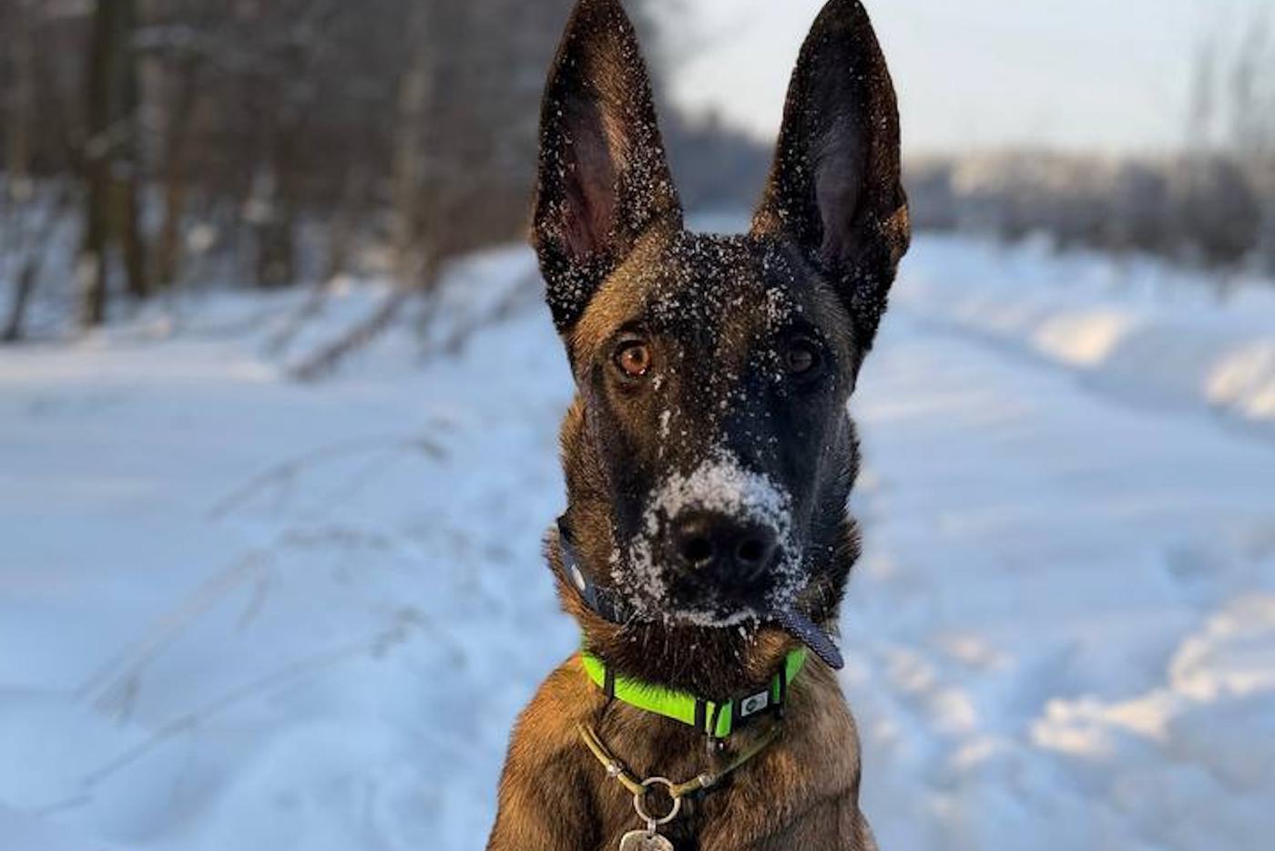 Четвероногий блюститель чистоты: в Раменском пёс собирает мусор по приказу хозяйки