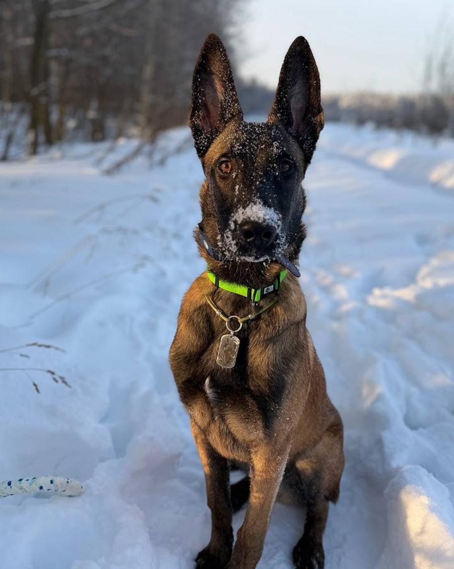 "Даже собака может, а вы – нет!": пёс Кинг помогает содержать улицы Подмосковья в чистоте