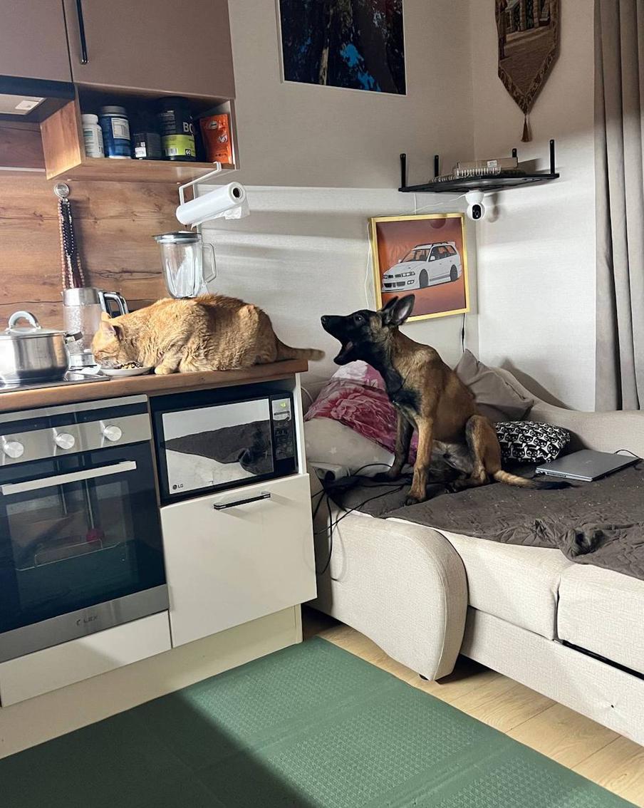 За секунду до того, как кот Бо снова будет потревожен своим экологичным соседом.