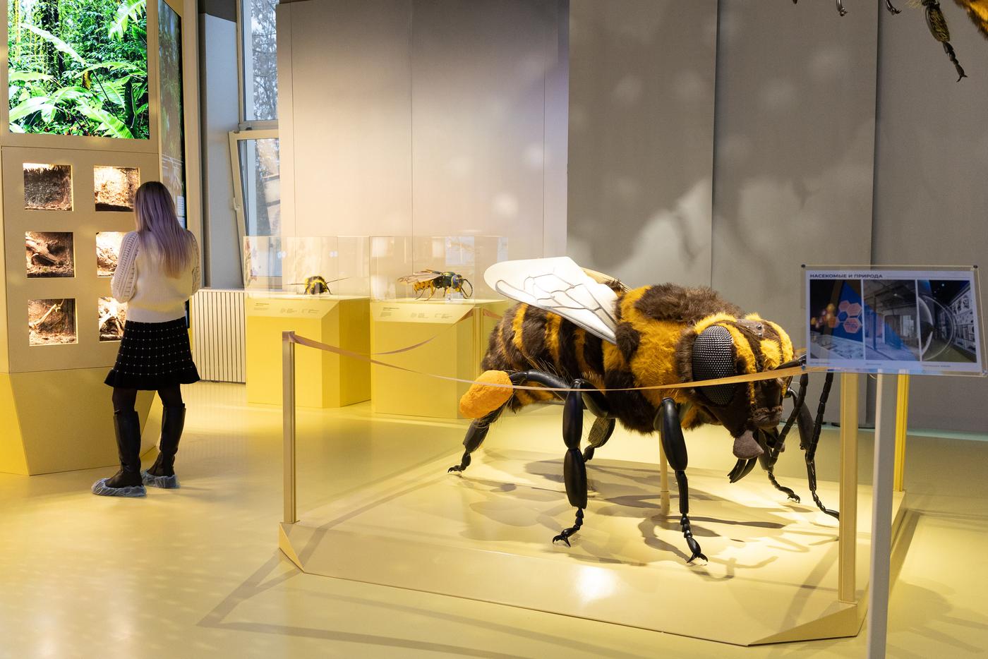 Огромная пчела покажет все свои секреты.