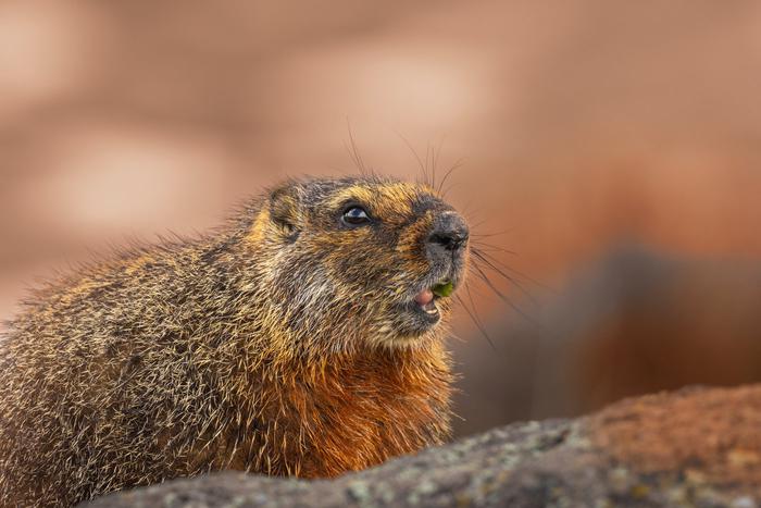 Сурок Филимон впервые за 10 лет не проснулся 2 февраля. Что это значит