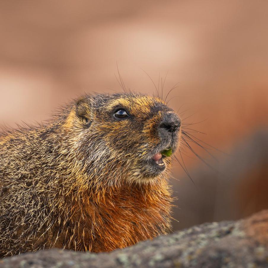 Сурок Филимон впервые за 10 лет не проснулся в "свой" день 2 февраля. В этом году сурок Филимон, обитающий в приюте "Белоснежка" в Ленинградской области, не проснулся 2 февраля, что стало неожиданностью. Обычно сурки используются для прогнозирования наступления весны. Если сурок просыпается в День сурка (2 февраля), то считается, что весна уже близко. Если же он продолжает спать, то тепла следует ожидать нескоро