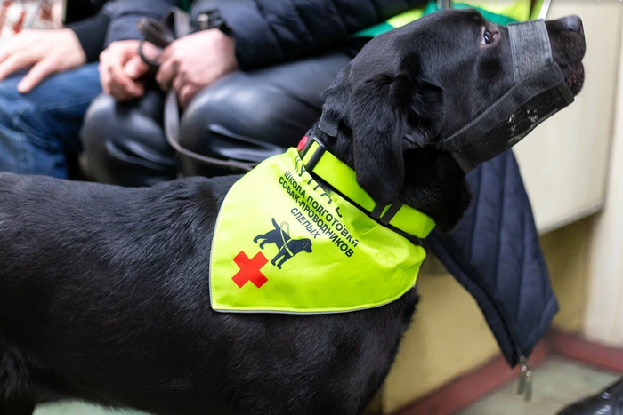 Ещё 60 собак-проводников подготовят для помощи маломобильным пассажирам в метро в этом году