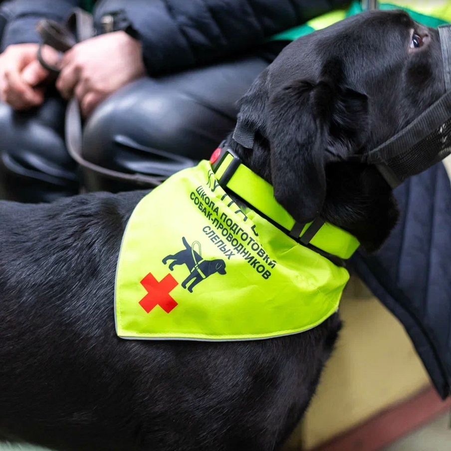 Ещё 60 собак-проводников подготовят для помощи маломобильным пассажирам в метро в этом году. За 12 лет обучение прошли более 400 собак-проводников