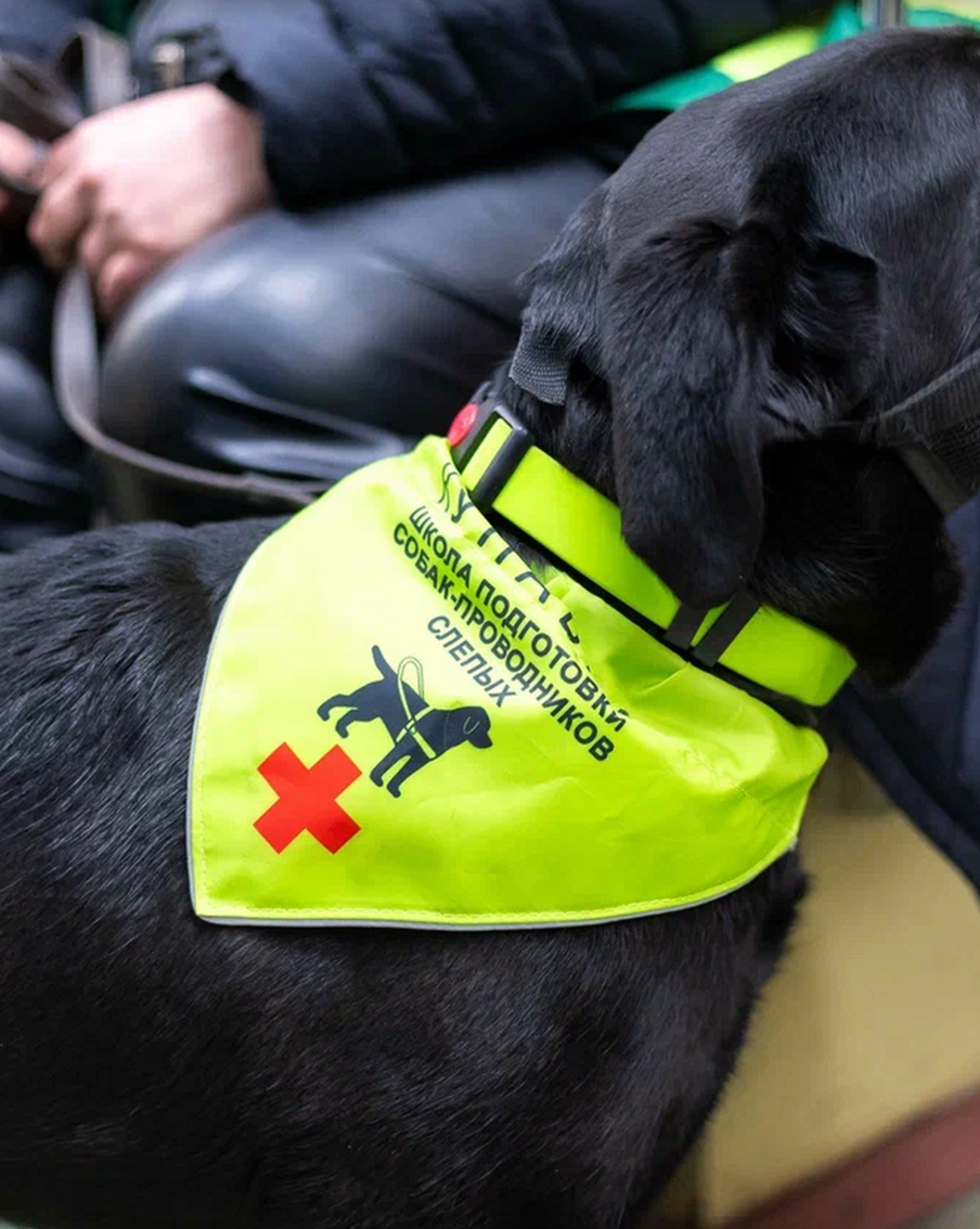 Ещё 60 собак-проводников подготовят для помощи маломобильным пассажирам в метро в этом году. За 12 лет обучение прошли более 400 собак-проводников