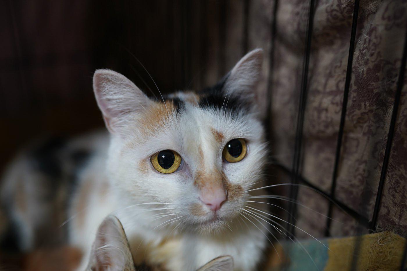 "Ъ": кабмин поддержал идею конфискации животных у жестоких владельцев