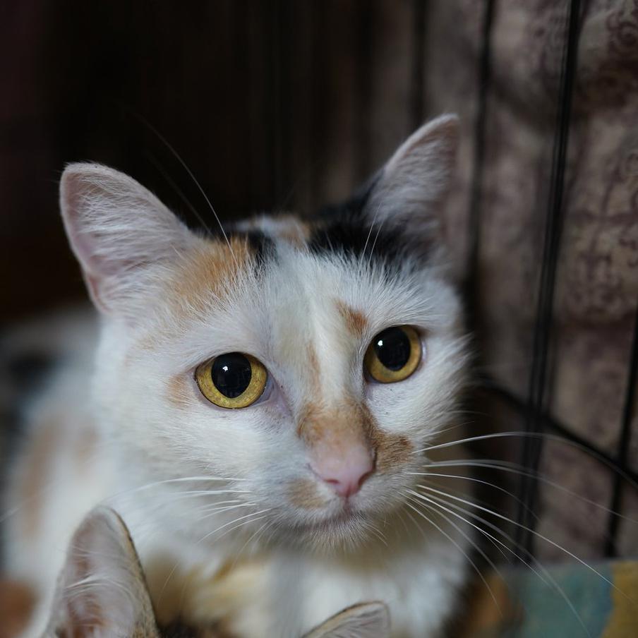 "Ъ": кабмин поддержал идею конфискации животных у жестоких владельцев. Правительство Российской Федерации одобрило законопроект, который предлагает изымать домашних животных у хозяев в случаях жестокого обращения с ними. Однако для его реализации требуется доработка нормативно-правовой базы