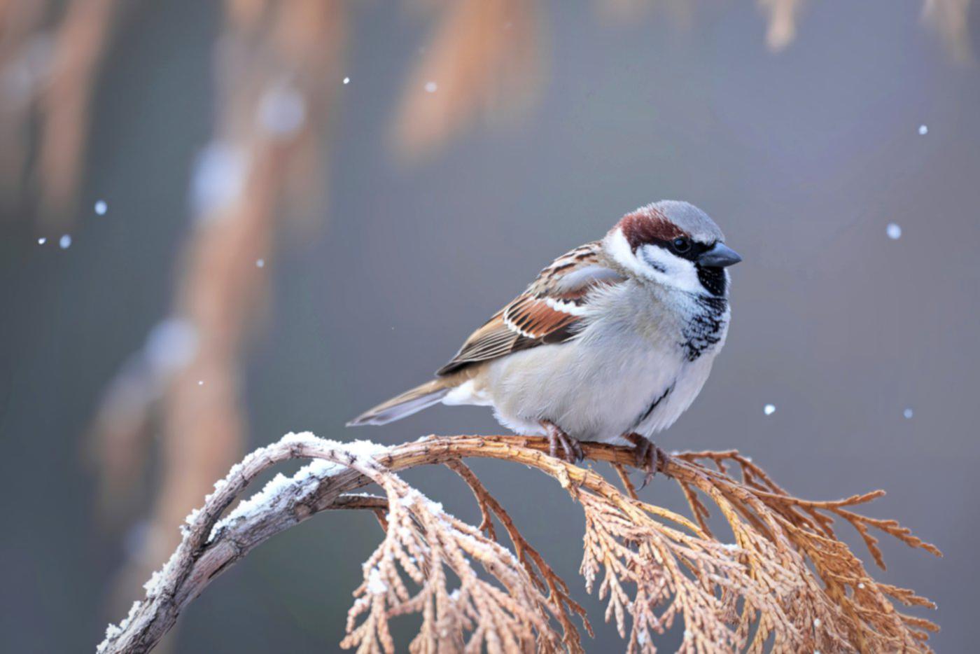 По всей стране стартует масштабный учёт воробьёв
