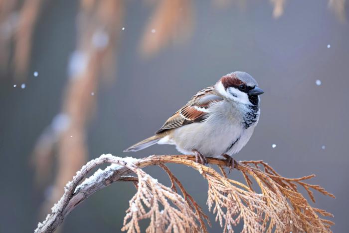 Когда и как пройдёт перепись воробьёв в России