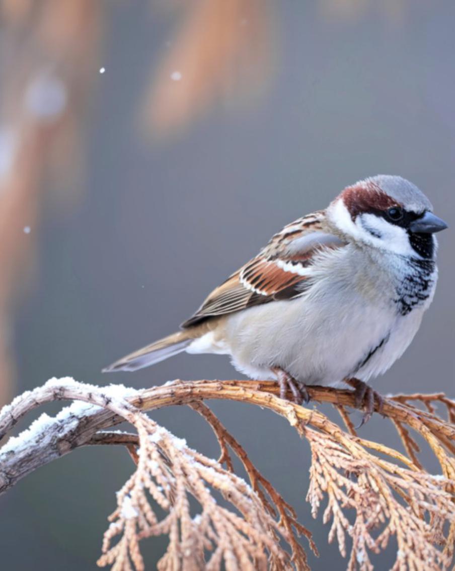 По всей стране стартует масштабный учёт воробьёв. В феврале жители России смогут принять участие во всероссийской акции по наблюдению за самыми привычными городскими птицами и помочь учёным собрать важные данные