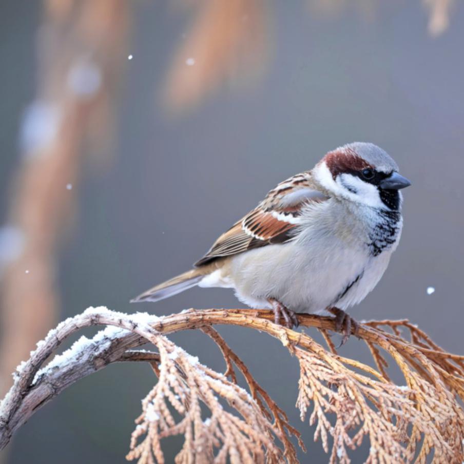 По всей стране стартует масштабный учёт воробьёв. В феврале жители России смогут принять участие во всероссийской акции по наблюдению за самыми привычными городскими птицами и помочь учёным собрать важные данные
