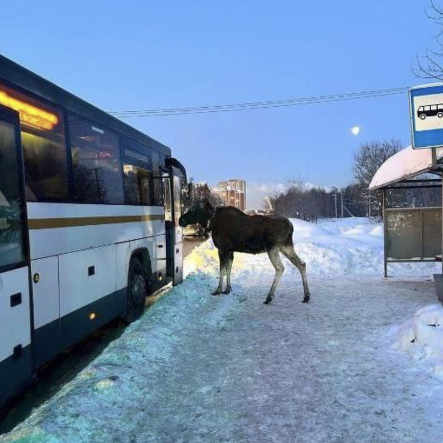 В Подмосковье лось попытался зайти в городской автобус. Необычное происшествие случилось на одной из остановок Подмосковья: лось дождался автобуса и пытался попасть в салон