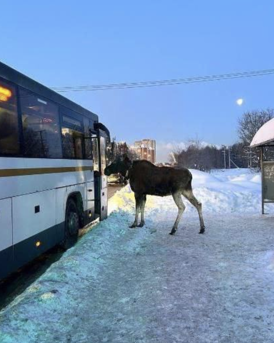 В Подмосковье лось попытался зайти в городской автобус. Необычное происшествие случилось на одной из остановок Подмосковья: лось дождался автобуса и пытался попасть в салон