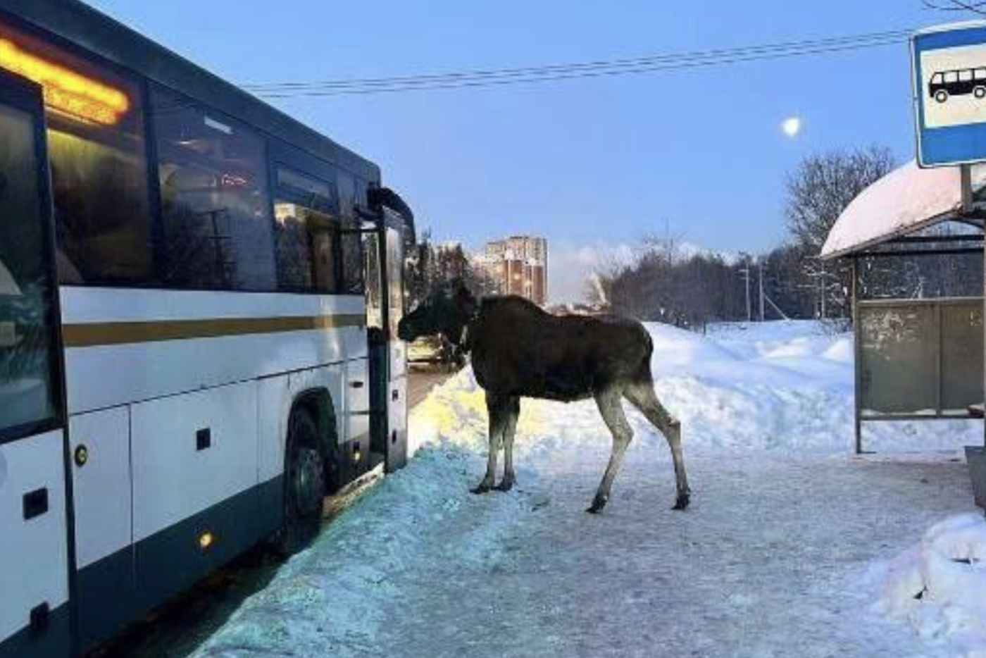 В Подмосковье лось дождался автобуса на остановке и попытался зайти в салон