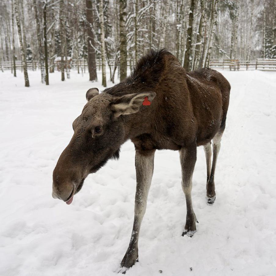 Лося-мигранта, который заинтересовался автобусом в Москву из Балашихи, вернули в лес. Лосиха, которая проявляла интерес к автобусу, следующему из Балашихи в Москву, была благополучно возвращена в свой природный ареал