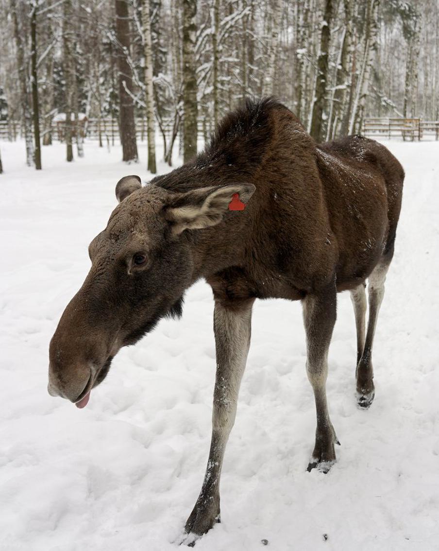 Лося-мигранта, который заинтересовался автобусом в Москву из Балашихи, вернули в лес. Лосиха, которая проявляла интерес к автобусу, следующему из Балашихи в Москву, была благополучно возвращена в свой природный ареал