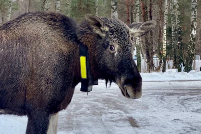 "Вышла за солью": заглянувшая в автобус лосиха – знаменитая Лукерья из нацпарка