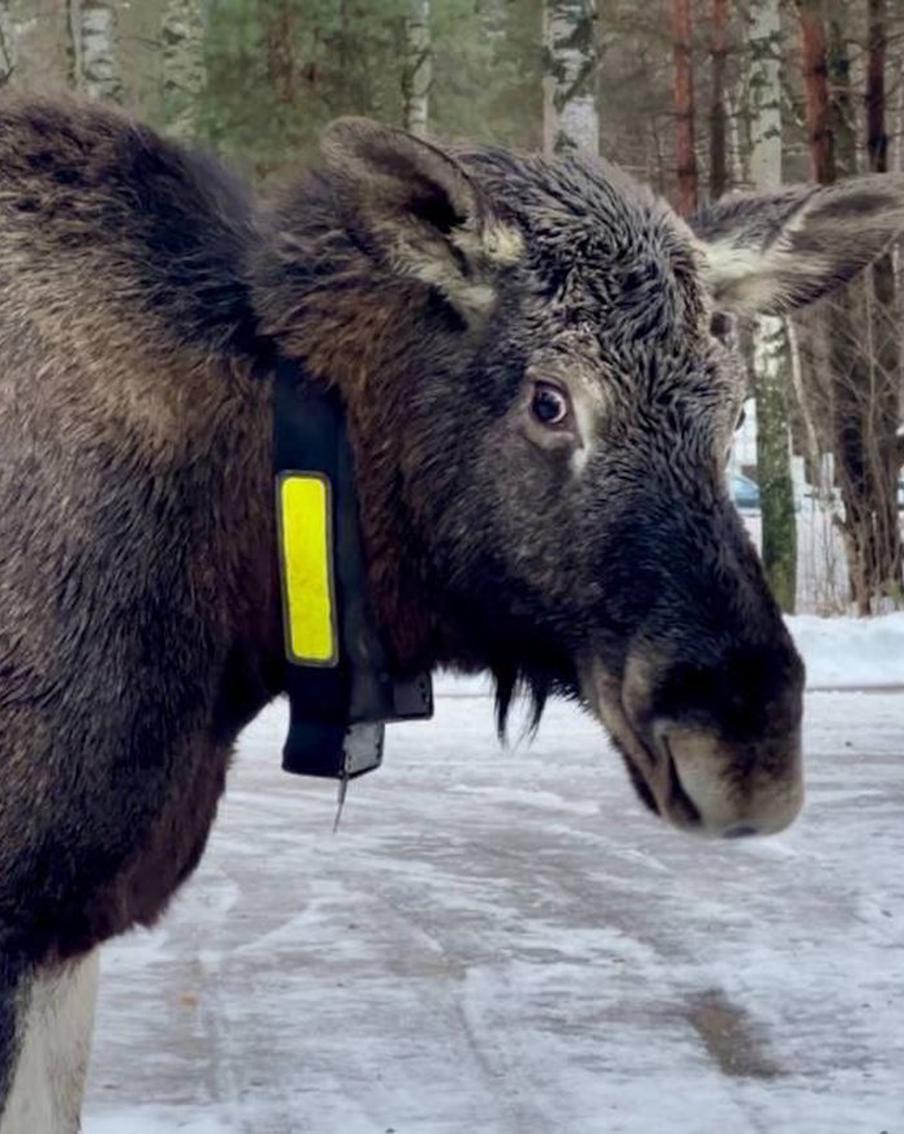 "Вышла за солью": заглянувшая в автобус лосиха – знаменитая Лукерья из нацпарка