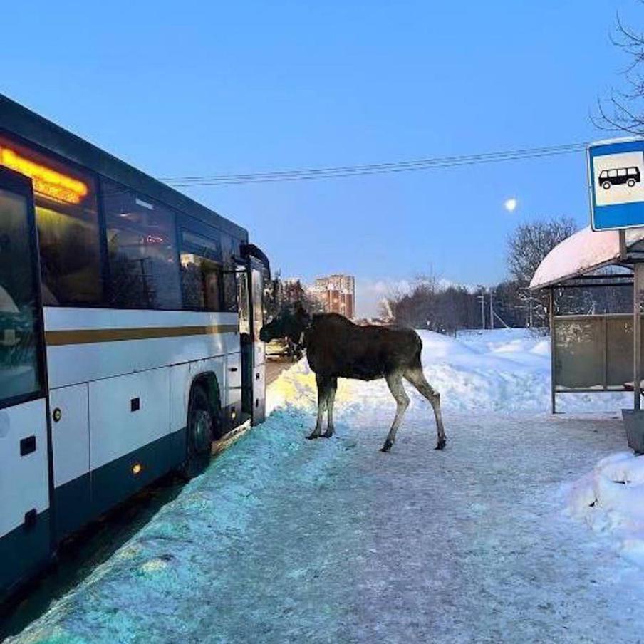 Лукерья напугала водителя автобуса, зато пассажиры были в восторге