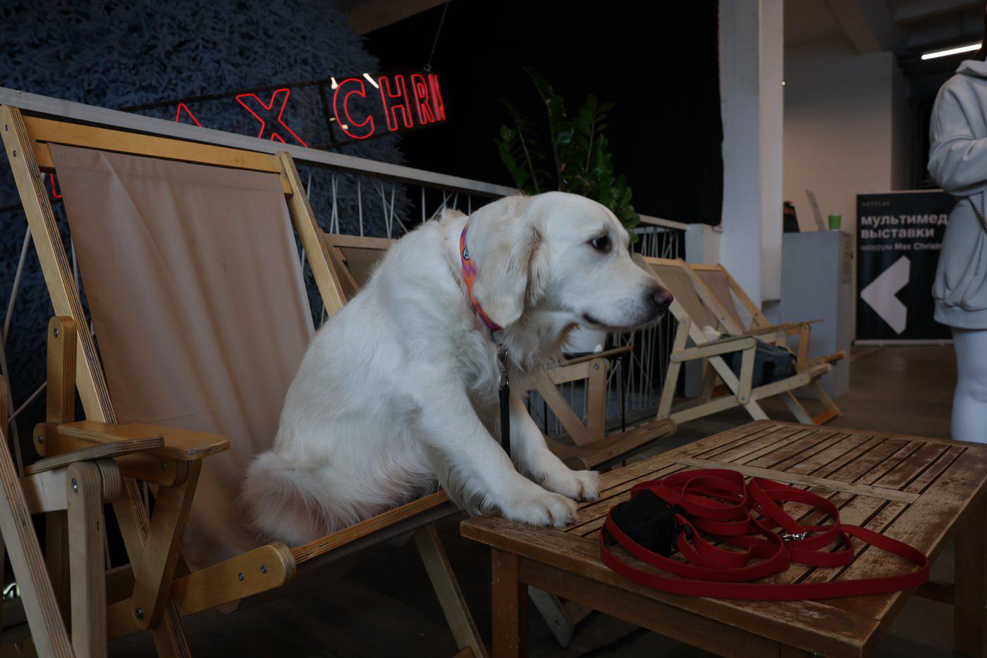 Дружелюбная Ори, по-человечьи сидящая за столом, выглядит так, будто пьёт кофе у галереи каждый день.