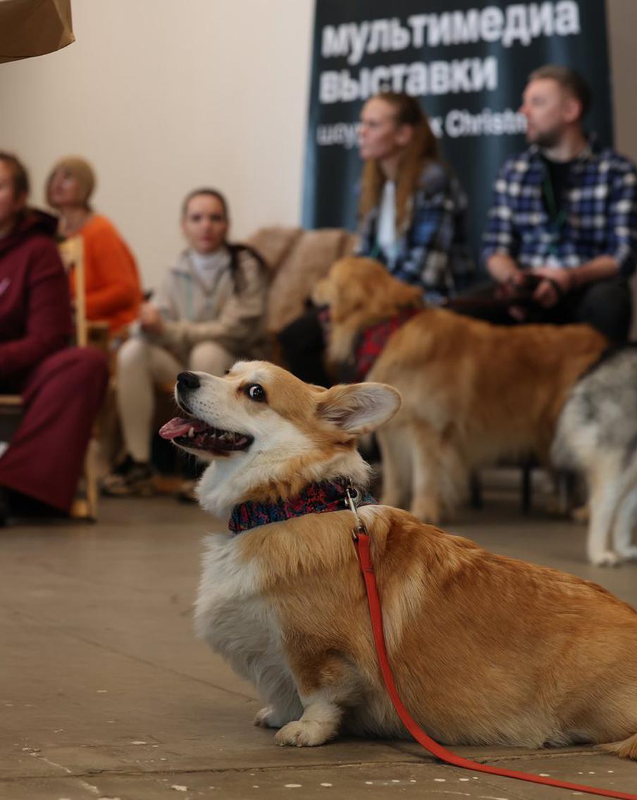 Коржики пришли постигать высокое искусство: как в Artplay прошёл dog-friendly-день