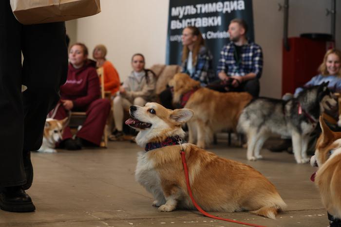 Коржики пришли постигать высокое искусство: как в Artplay прошёл dog-friendly-день