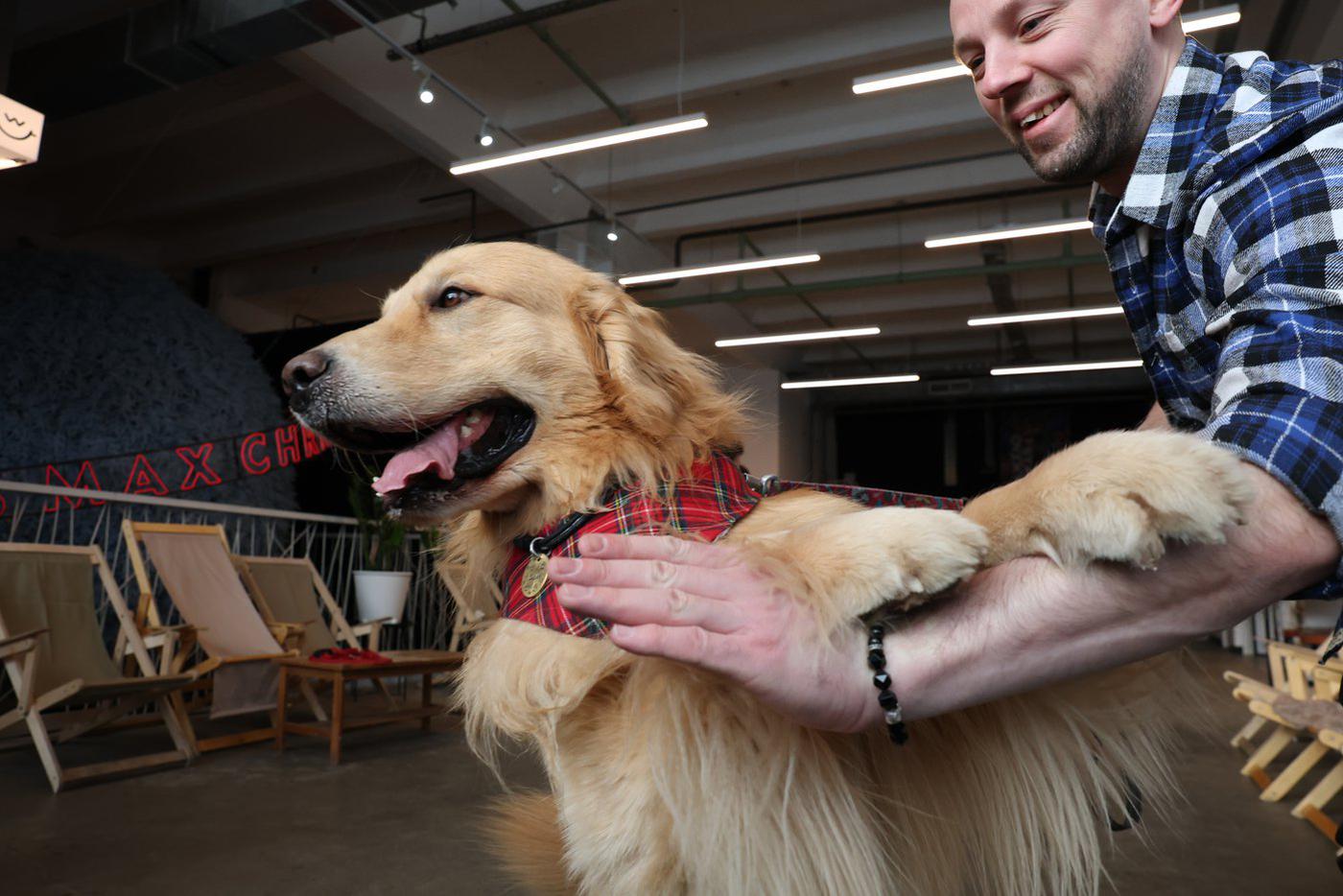 Самый позитивный ценитель искусства на сегодня – золотистый ретривер Банан.