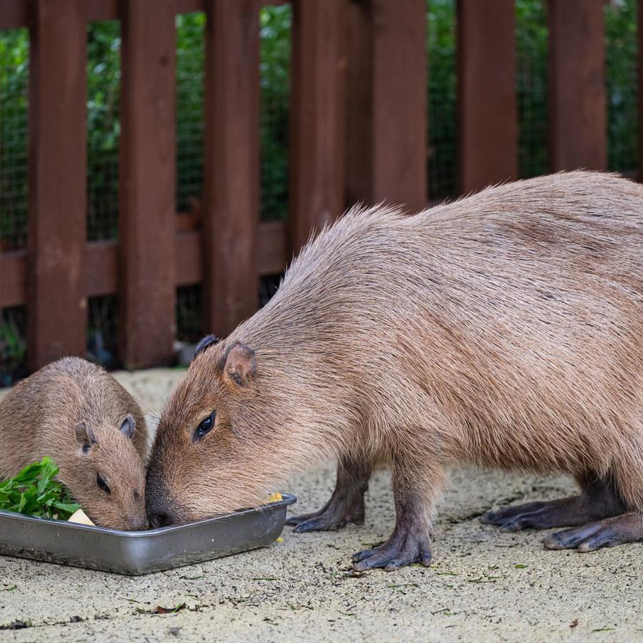 Капибар раскупили – зоопарки выстроились в очередь. Из-за всплеска популярности самого "спокойного" грызуна многие учреждения не могут приобрести животных годами. Предложения ограниченны, а цены заметно выросли