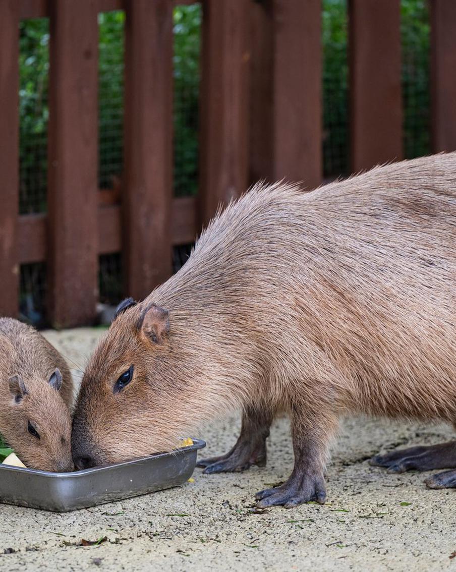 Капибар раскупили – зоопарки выстроились в очередь. Из-за всплеска популярности самого "спокойного" грызуна многие учреждения не могут приобрести животных годами. Предложения ограниченны, а цены заметно выросли