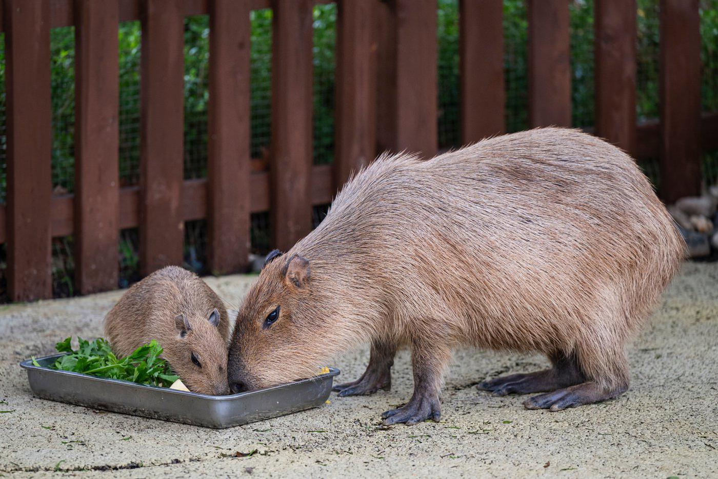 В зоопарках рассказали об очередях на покупку капибар
