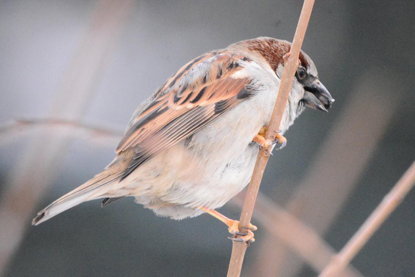 Несолёные сырые семечки - лучшее лакомство для воробья