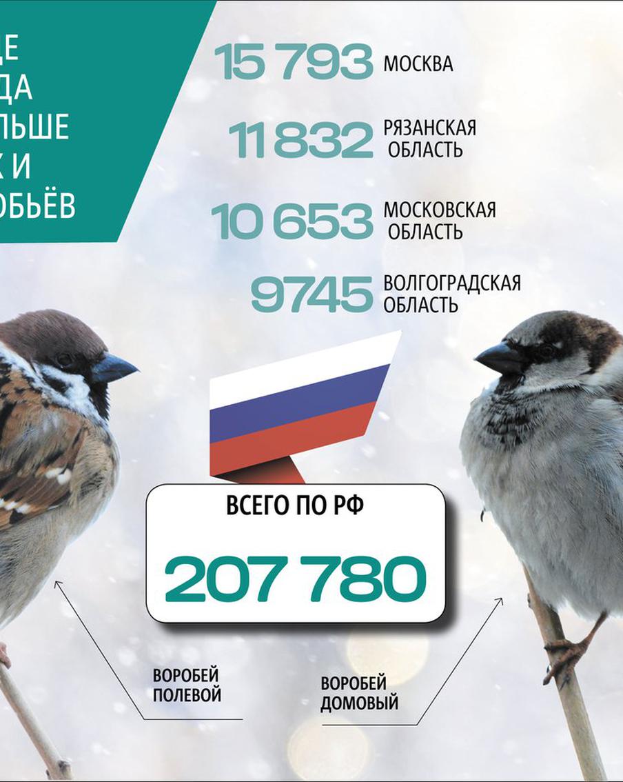 "Воробей, воробей. Не боишься ты людей!": зачем в России считают воробьёв