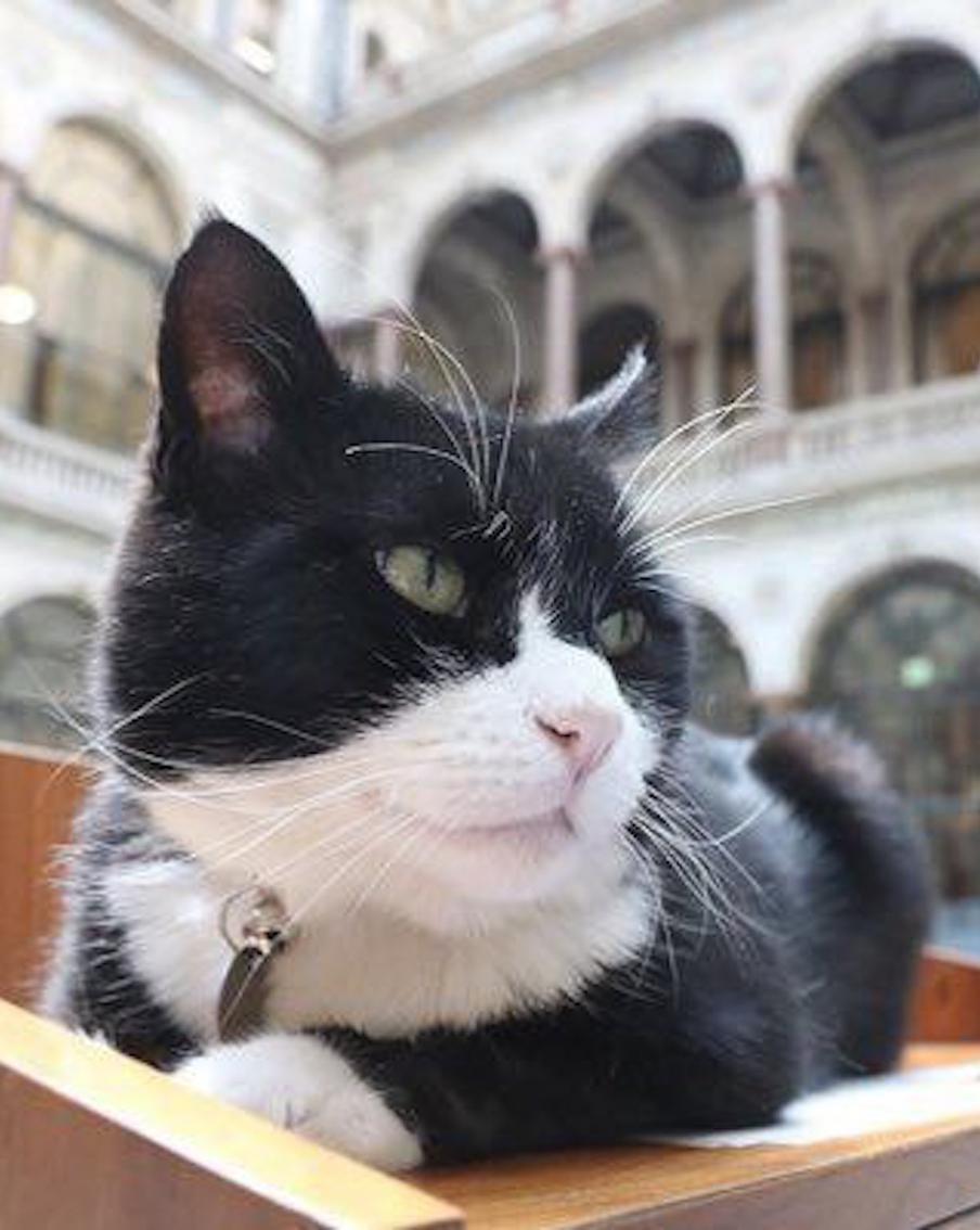 Бывший главный мышелов МИД Великобритании скончался в возрасте 12 лет. Проживавший последние шесть лет на Бермудских островах экс-главный мышелов британского внешнеполитического ведомства кот Палмерстон скончался в возрасте 12 лет