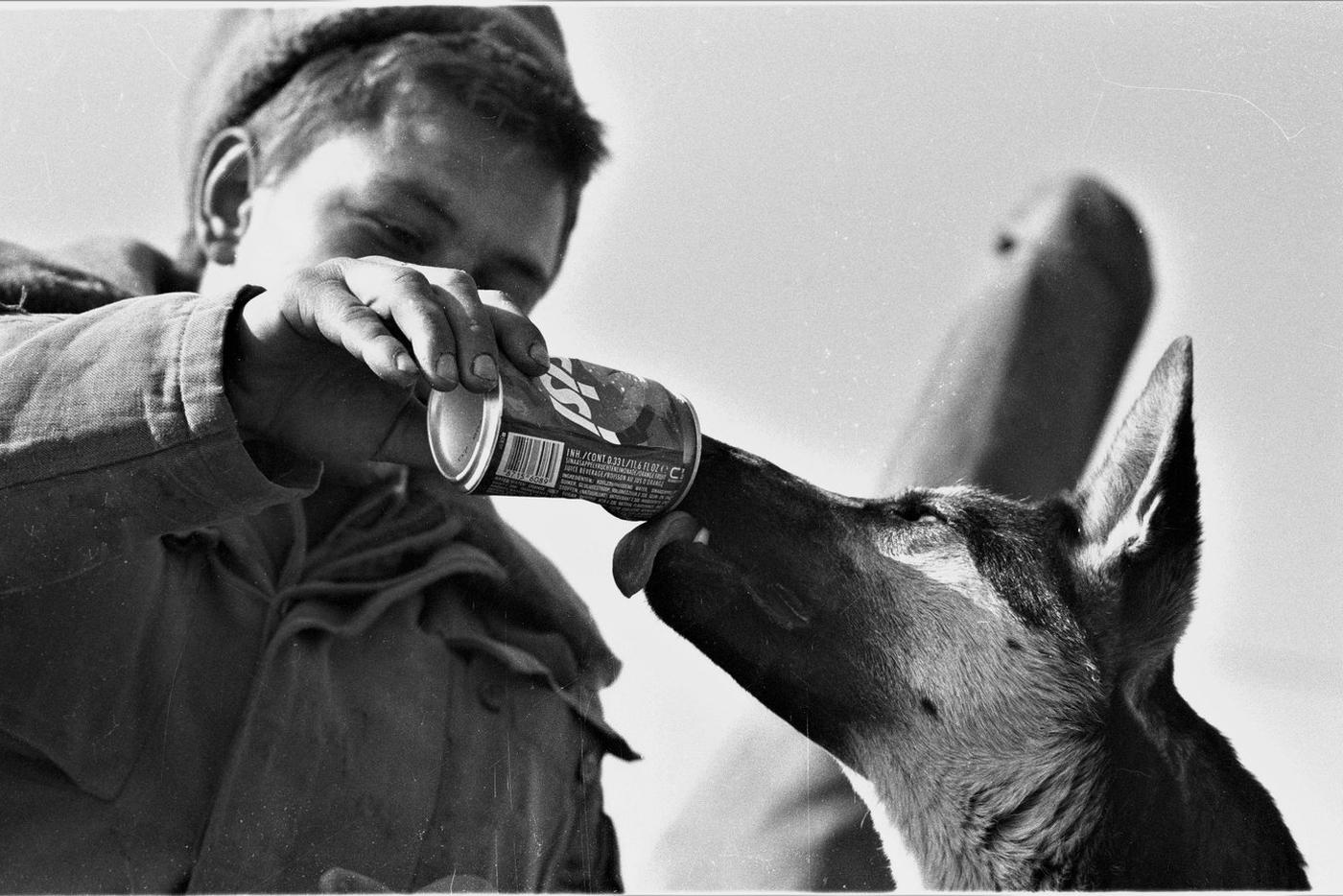 На войне собаки были полноправной частью коллектива. Их любили и за них переживали.