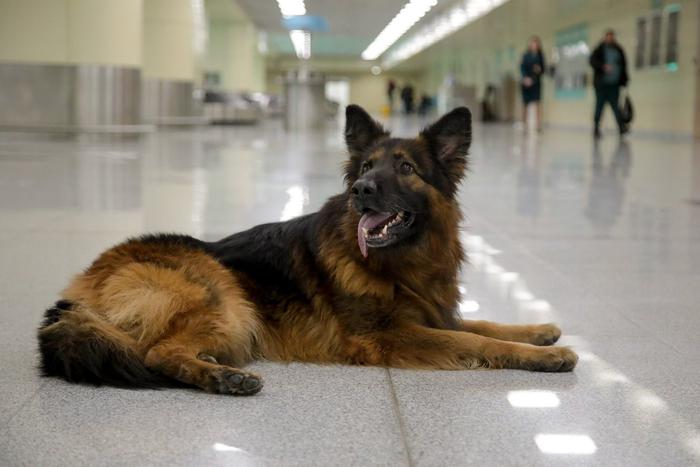 Собака отправляется на пенсию, а ты нет: пушистого работника Домодедовской таможни проводили на заслуженный отдых